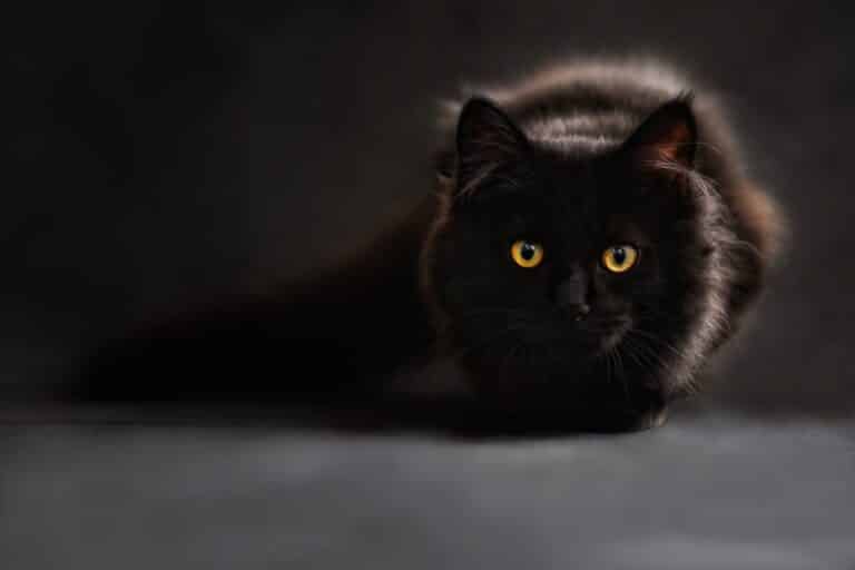 grand prono noir